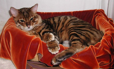 21 Hybrid Animals Pictures 21 Hybrid Animals Pictures
