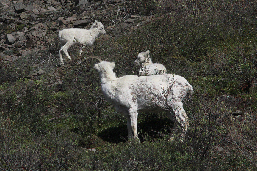 the rambling wren dall sheep denali national park alaska