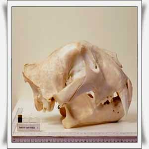 Original Java Tiger Skull Size Java Tiger