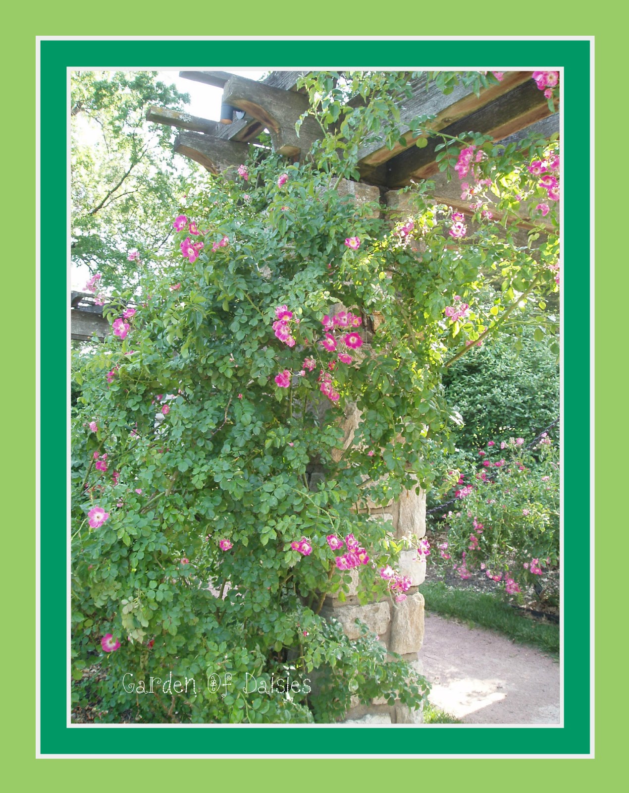 Garden Of Daisies Roses For You!