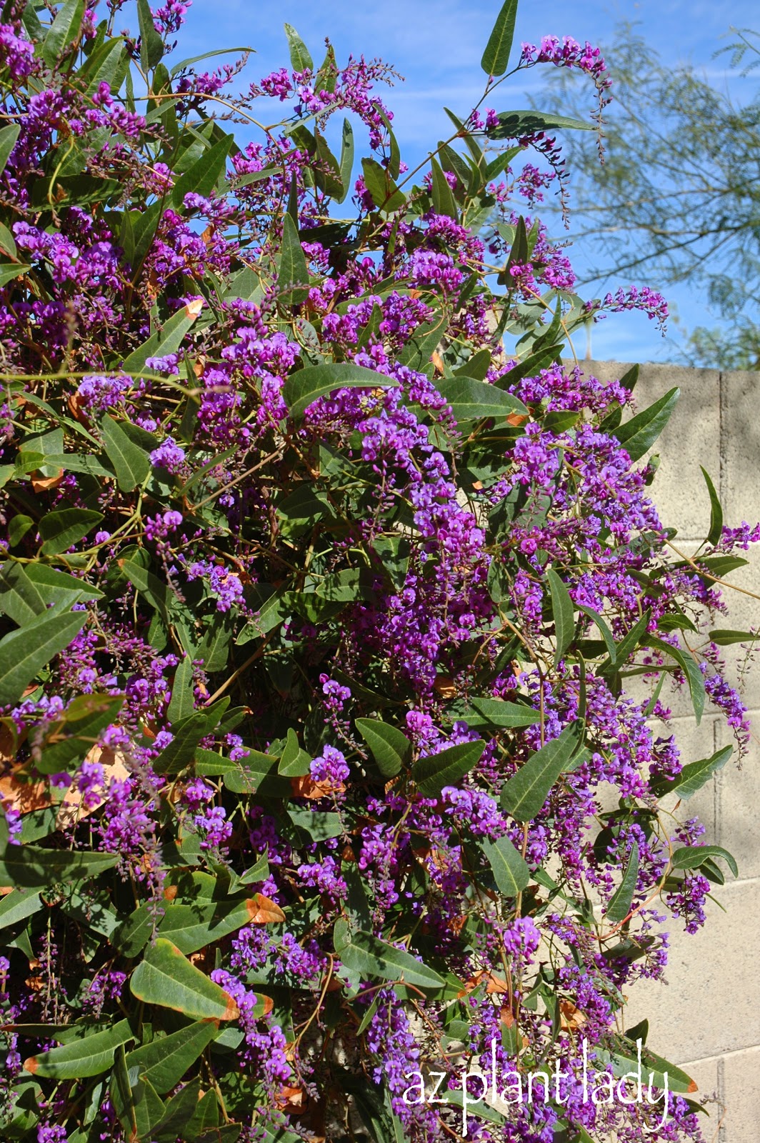 Purple Blooms For The Fall Garden Ramblings From A Desert Garden