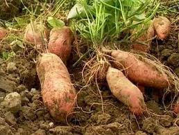 Calon Petani Sukses bakal jadi TRILLIONAIRE: Budidaya Ubi ...