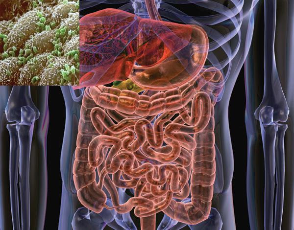 Normal Gut Flora