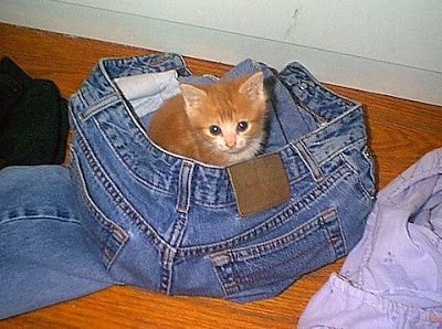 Funny Cat Pictures