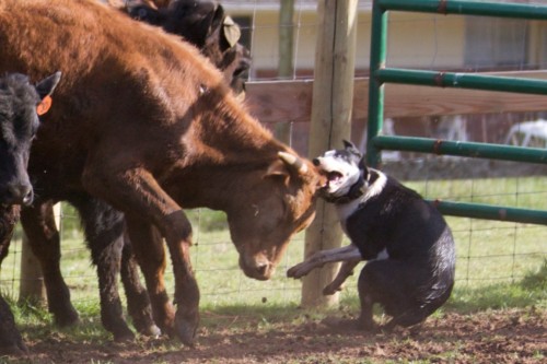 Two Rare Breeds We Should Know About! | The Dog Liberator™