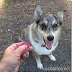 Aprende a Entrenar la Orden Ven Aqui con tu Perro