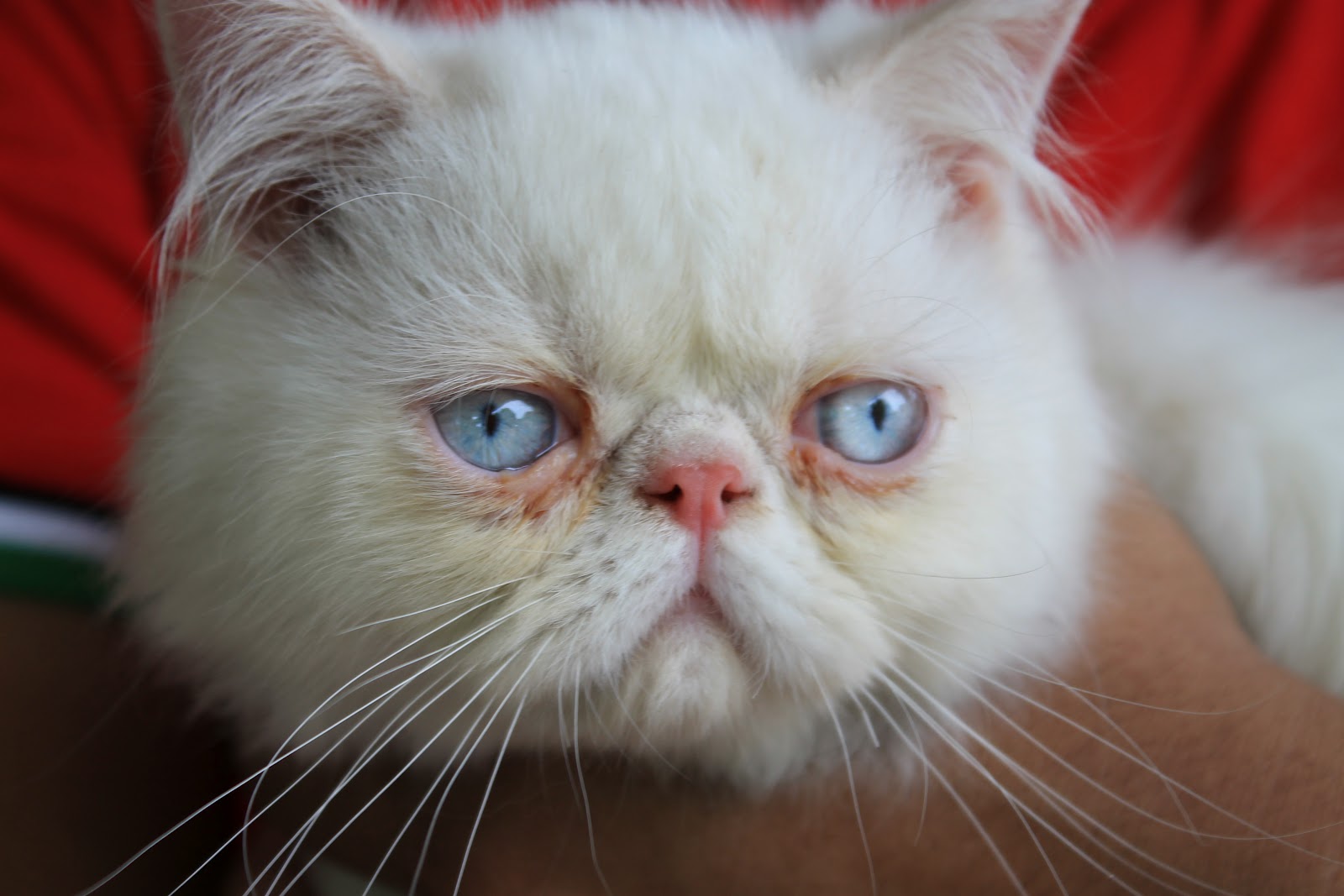 Gambar Kucing Parsi