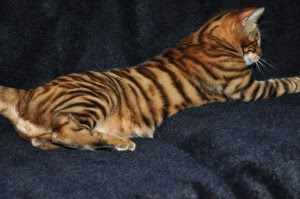 Toyger Cat Breed