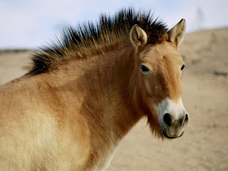 przewalski's horse