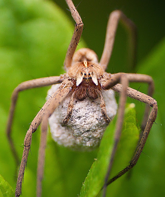 Compis: Pisaura mirabilis