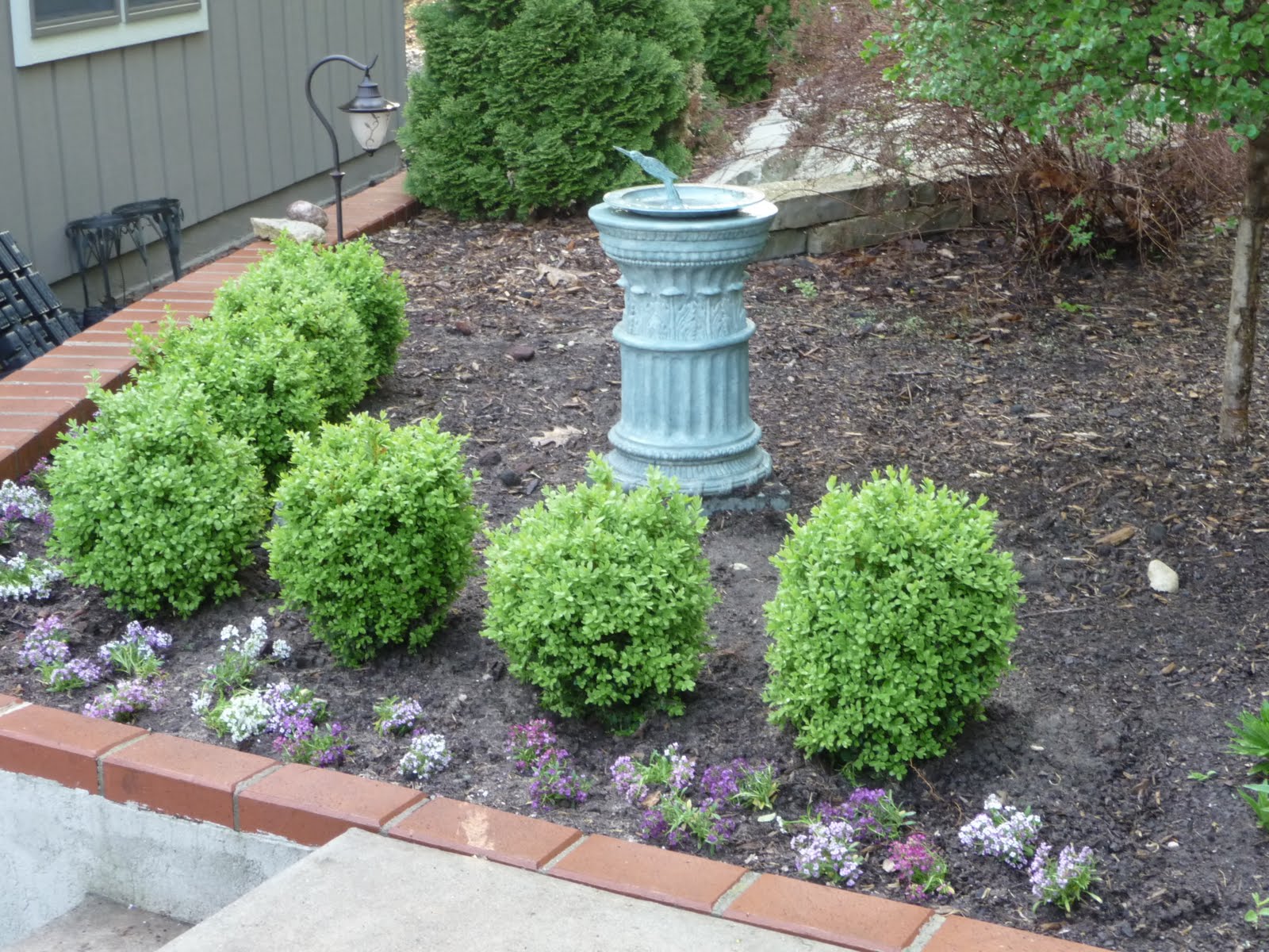 Dwarf boxwood landscaping with compact shrubs Pinterest