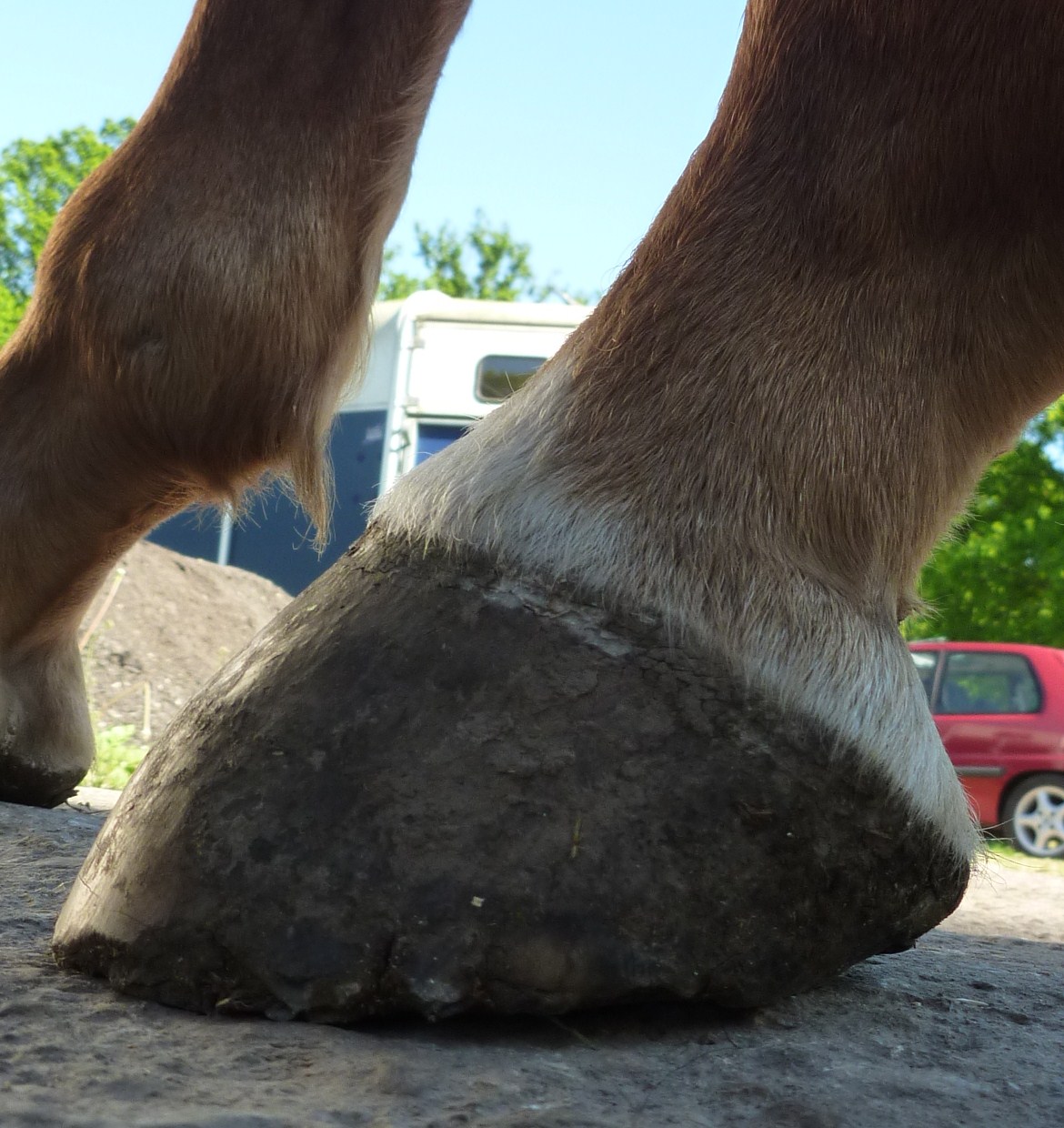 Barefoot Horse Blog Thoroughbreds can't go barefoot they have