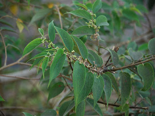 Anggrung (Trema orientalis Bl)