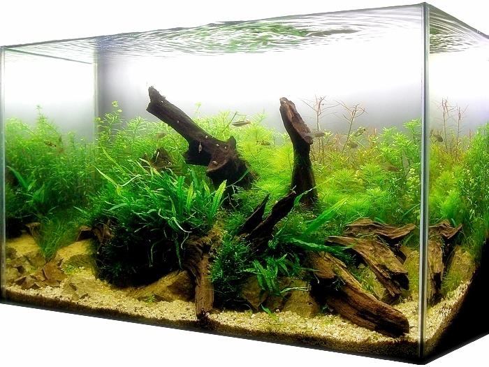 Cara Membersihkan Aquarium Dunia Air