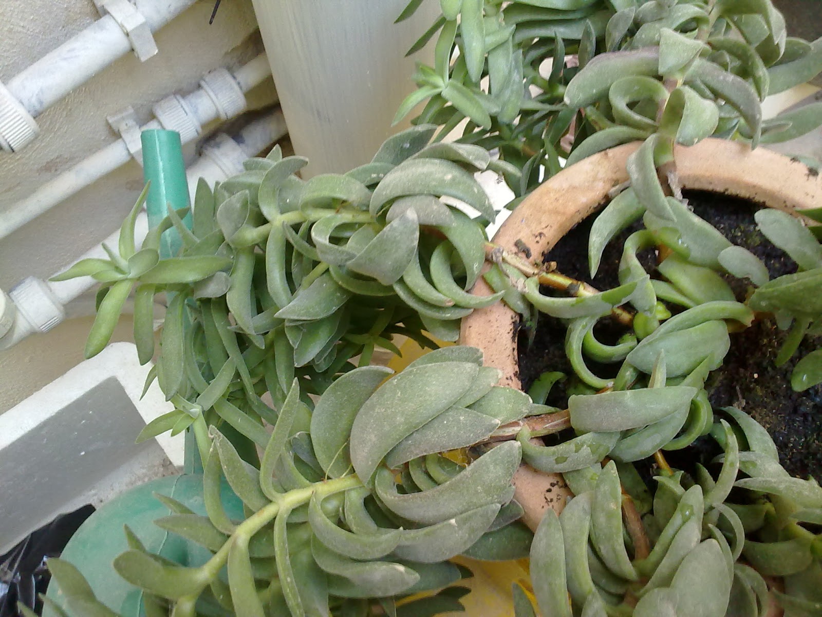 Succulents The Meaning of TopHeavy Green Patches Mediterranean