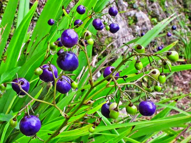purple berries, Monkeygrass, Mondo grass