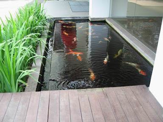 fish pond design