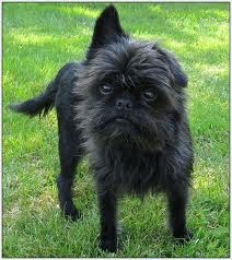 french bulldog cross toy poodle