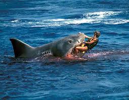 singles de smyrna beach florida shark attacks