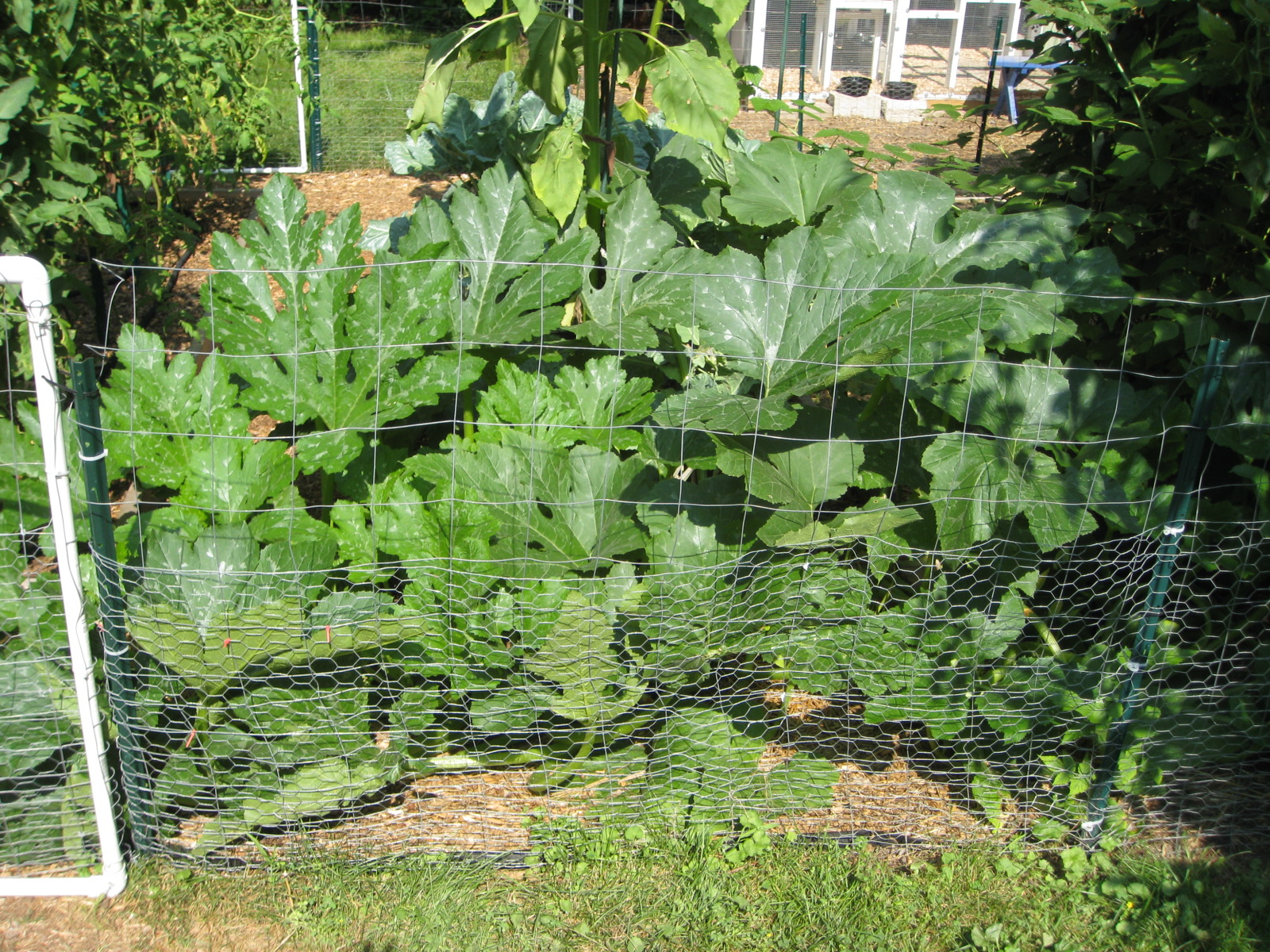 Red Bucket Farm Growing Squash