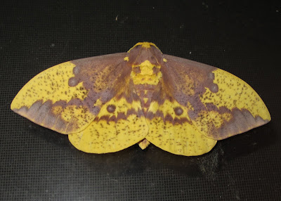 Imperial moth, Eacles imperialis 1