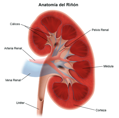 Regulación del metabolismo hídrico y patologias