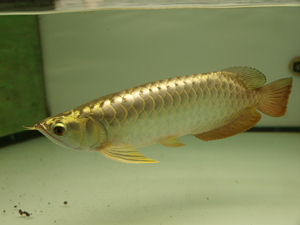 017-880 3115 Made Arowana: Info Arowana