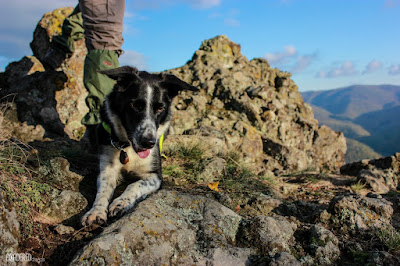 Holló-kő Holló-kő with a border collie dog