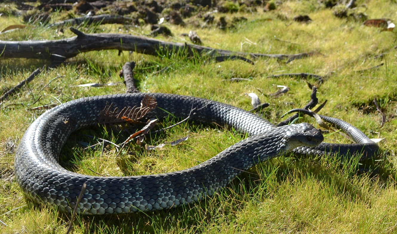 wildlife of the world tiger snakes facts and images wildlife of the world tiger snakes facts and images
