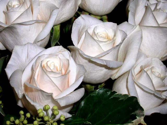 White Rose Wallpapers Free Download