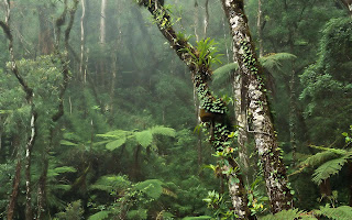 trees rainforest jungle photography