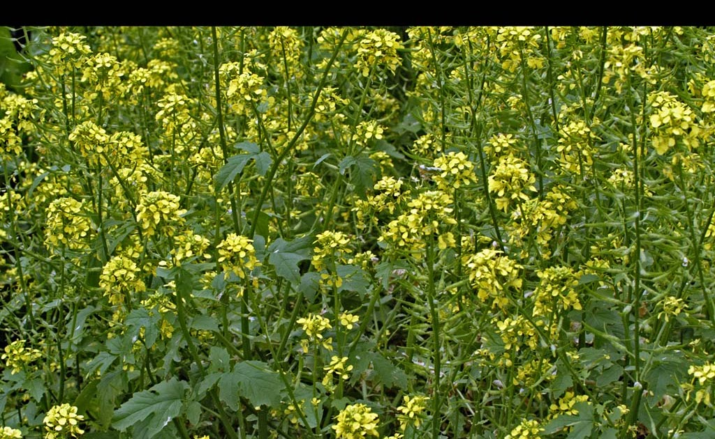 flowers for flower lovers. Brassica Flowers.