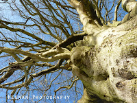 Photo of a beech tree with tangled limbs