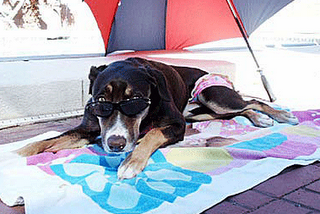 Funny DOG Pictures