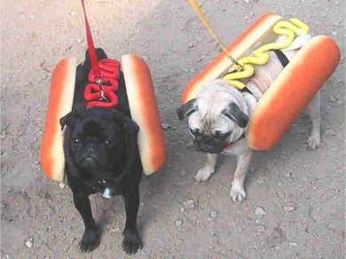 Funny Dog Pictures
