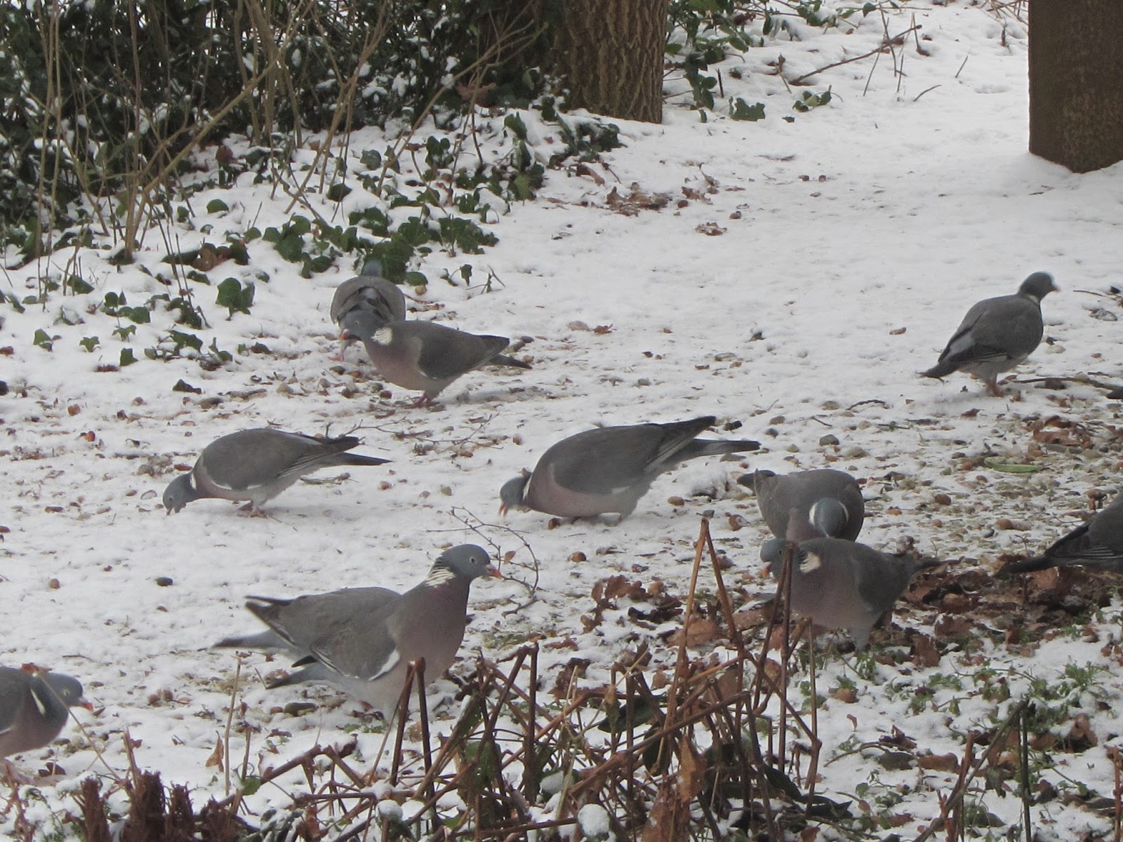 Jan wilde een tuin: vogels en meer door het raam