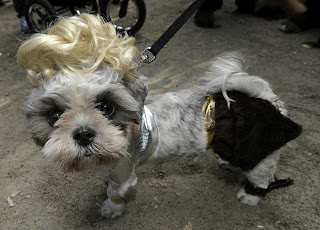 Pakaian Anjing, Keren, Menarik
