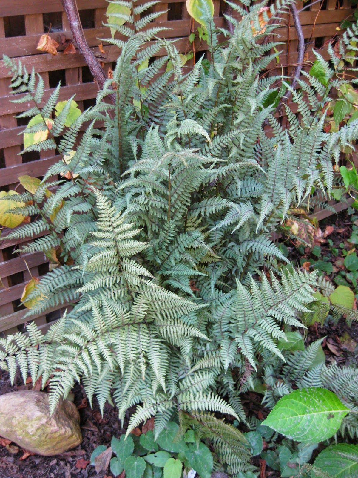 Summerchase Gardens Sweet Fern