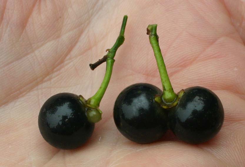 Toowoomba Plants Stiff Jasmine