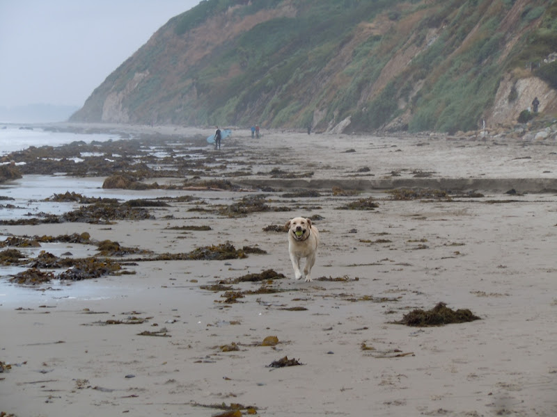 Hendry's Dog Beach Santa Barbara
