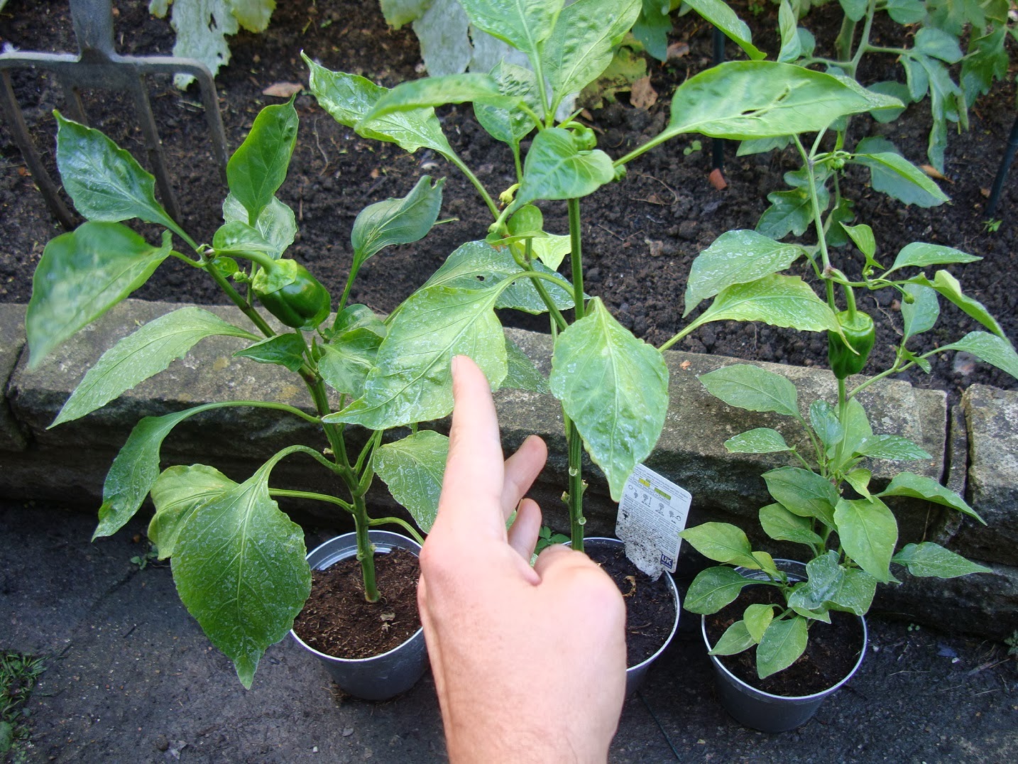 Rimfire Blog Worldwide Planting Peppers out in your