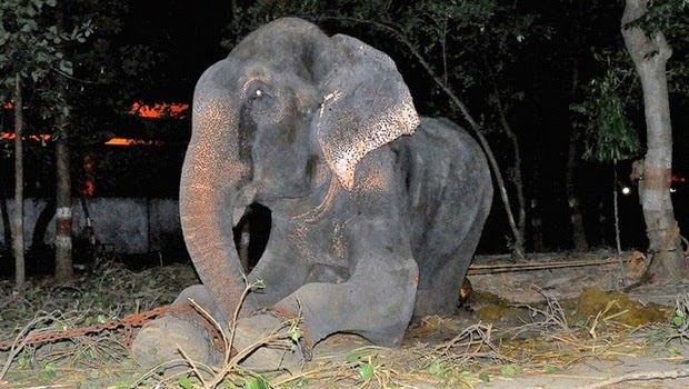 Raju, Gajah Malang ini Akhirnya Bebas Setelah 50 Tahun di Rantai