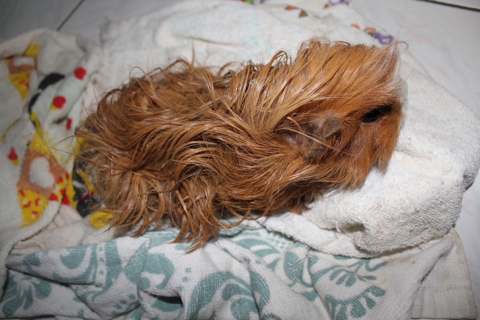 Guinea Piggy Babies Bathing the Guinea Pigs