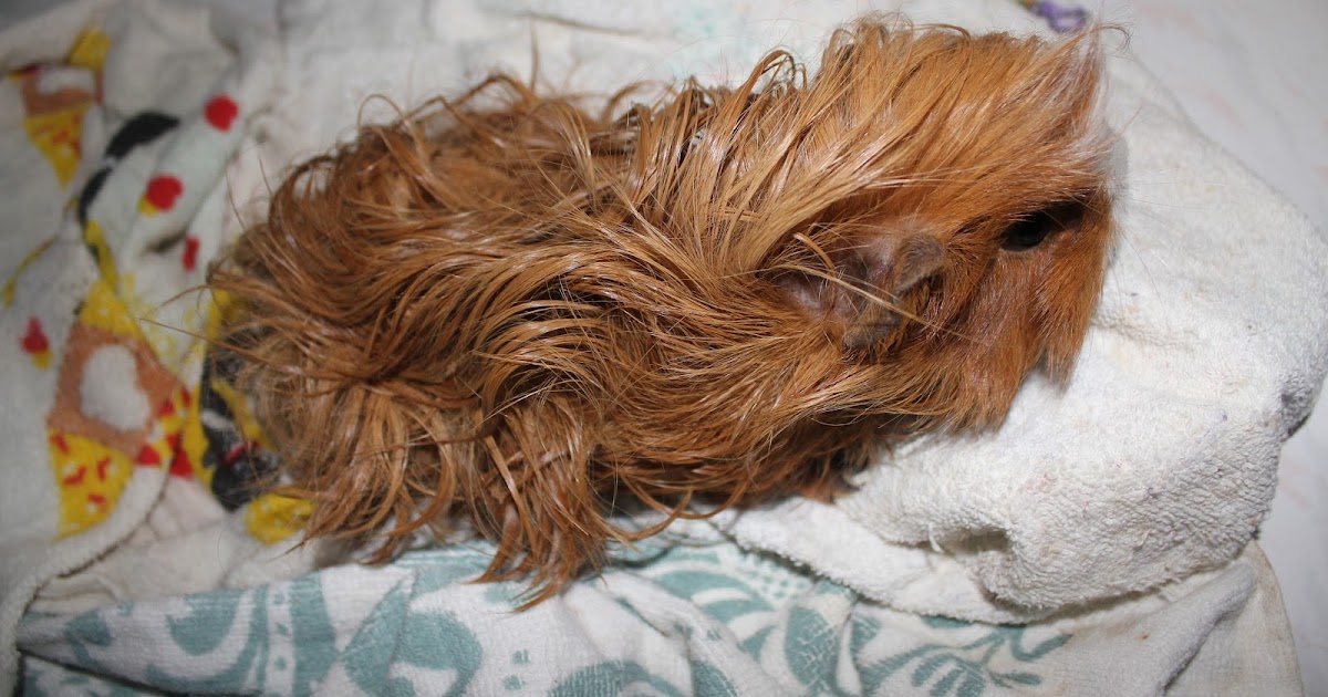 Guinea Piggy Babies: Bathing the Guinea Pigs