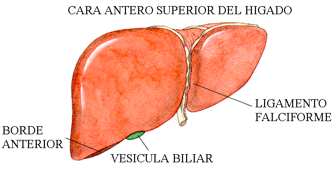 HIGADO CARA ANTERO SUPERIOR Dibujo del Hígado - Cara antero superior