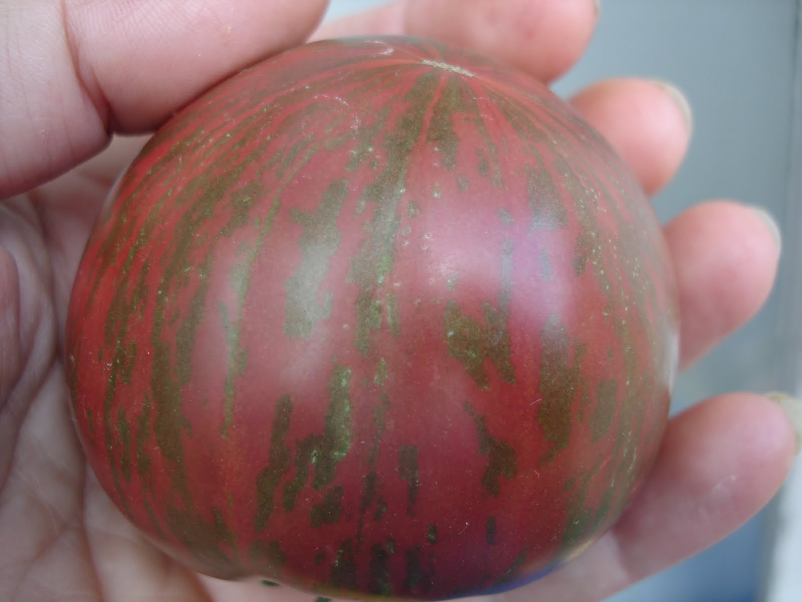 Down on the Allotment: Pink Berkeley Tie Dye Tomato