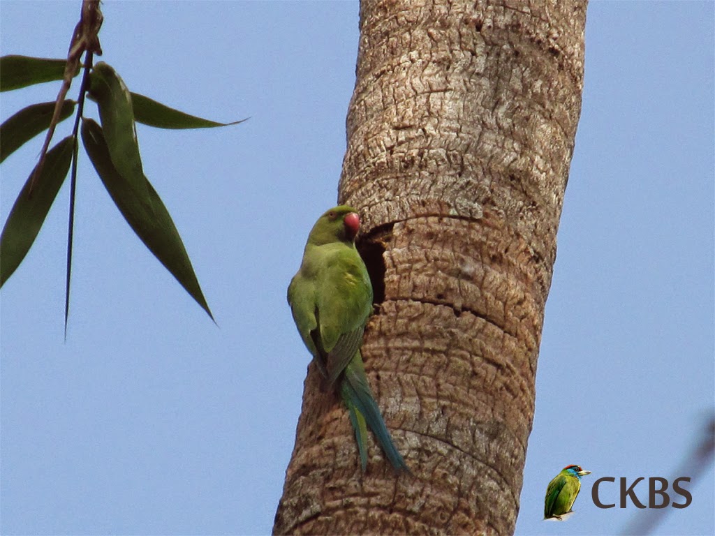 Chintamani Kar Bird Sanctuary Birds, CKBS Birds Chintamani Kar Bird Sanctuary Birds, CKBS Birds