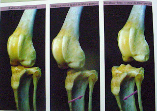 movimientos de cajon de la rodilla rotura del ligamento cruzado anterior en el perro