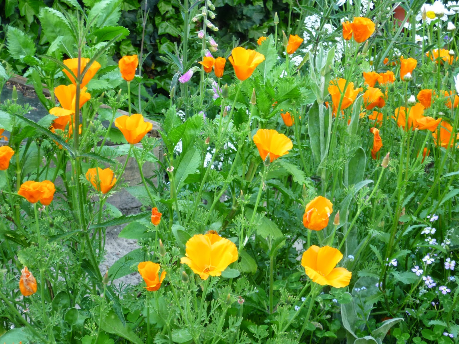 De tuin bij de rode brievenbus: mei 2014