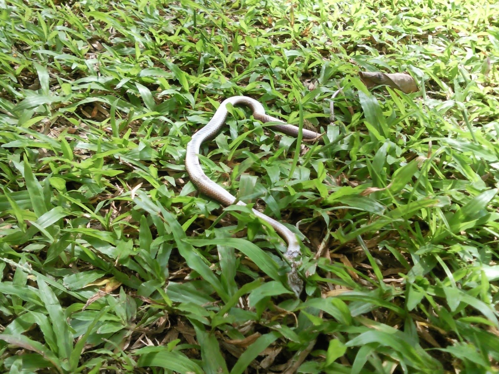 A Day In SG Dead Headless Baby Snake At Boon Lay Drive Blk 264